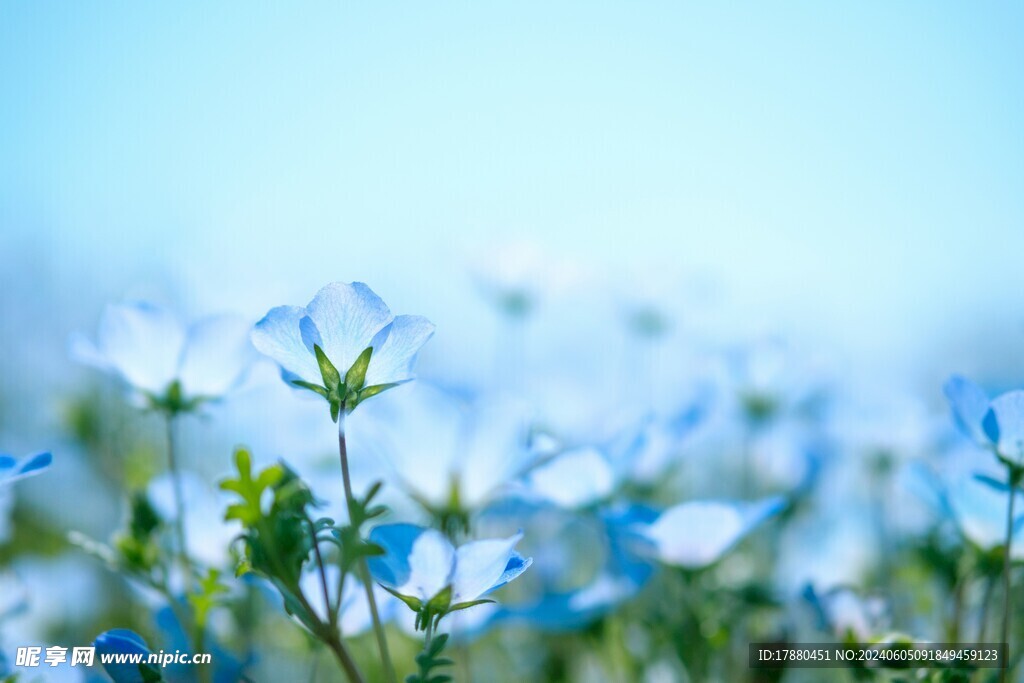 粉蝶花