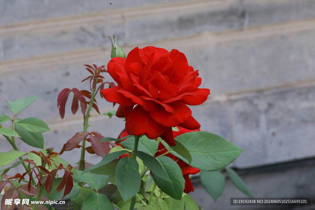 月季花  