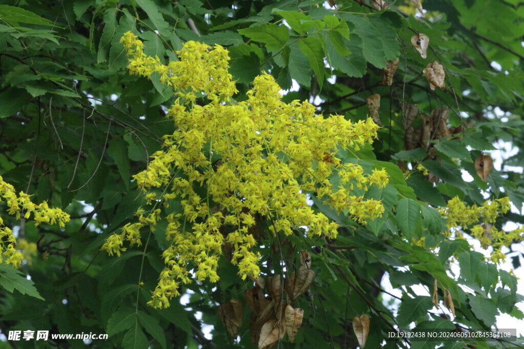 栾树花 