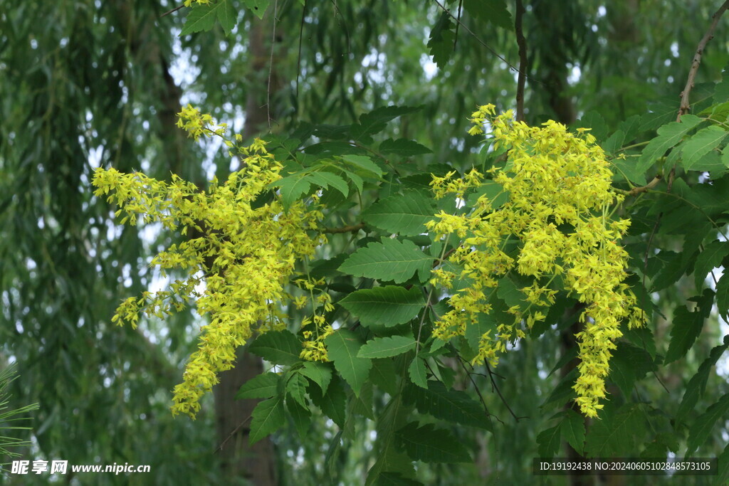 栾树花 