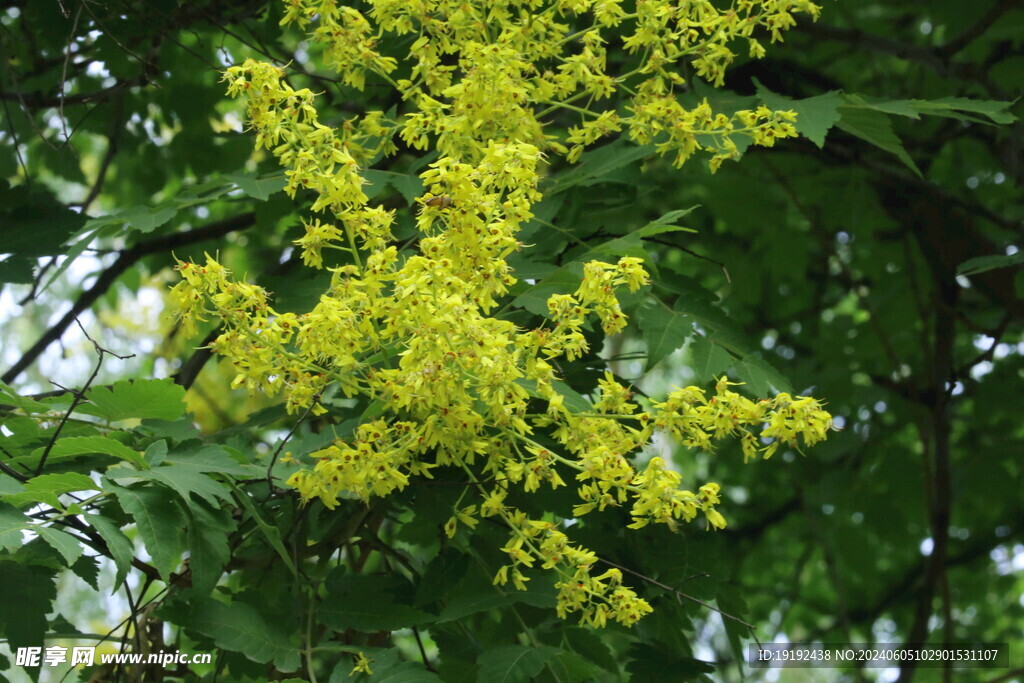 栾树花 