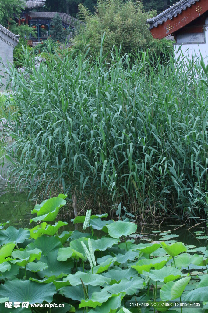 荷塘荷叶 
