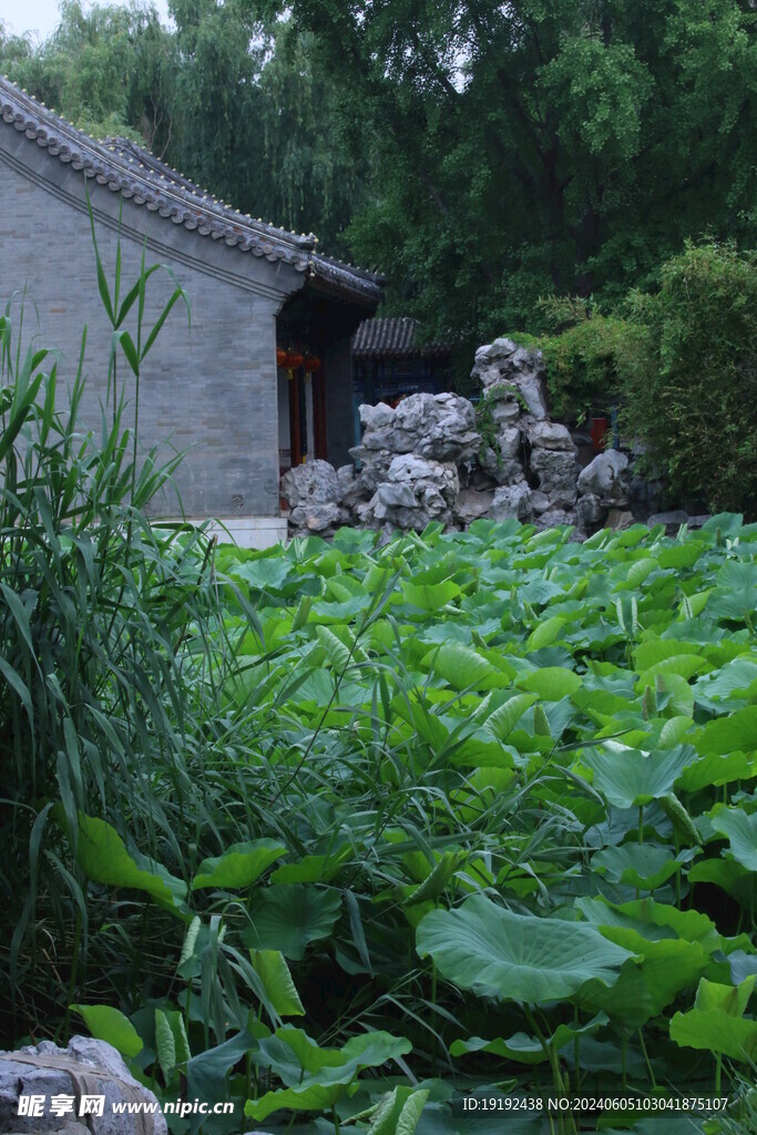 荷塘荷叶  