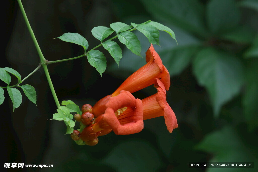 凌霄花  