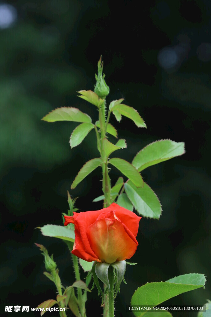 月季花 
