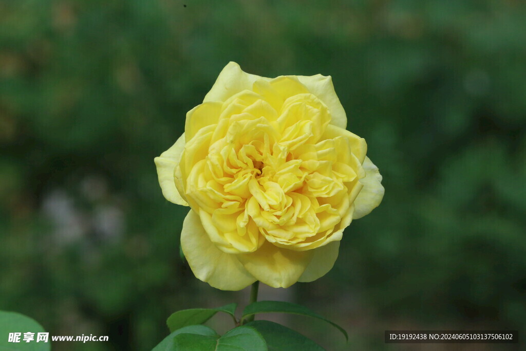 月季花  