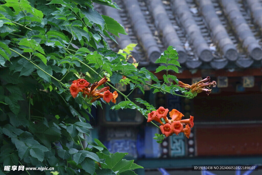 凌霄花 