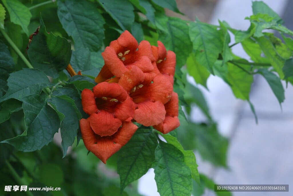 凌霄花 