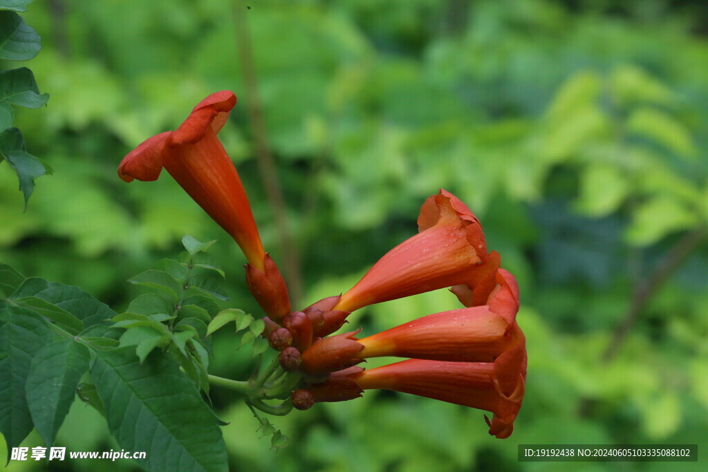凌霄花  