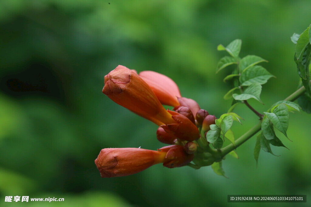 凌霄花  