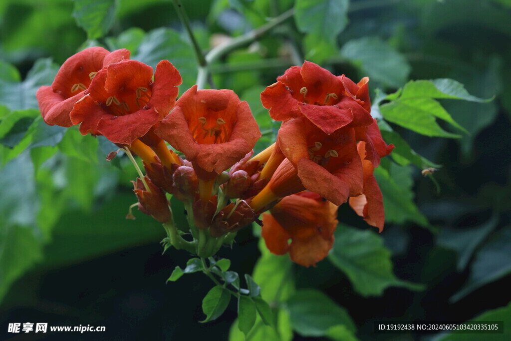 凌霄花 