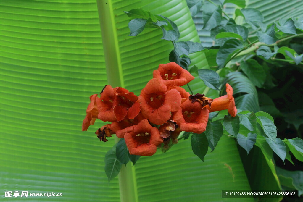 凌霄花  