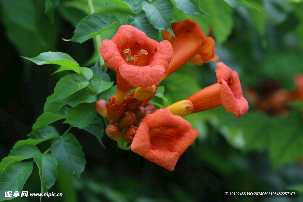 凌霄花  