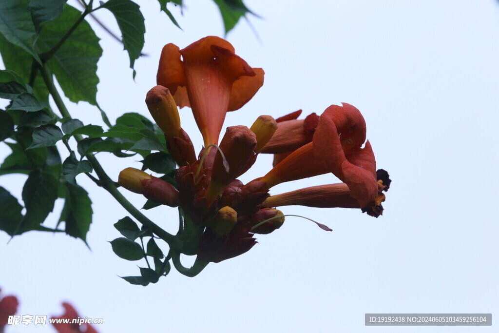 凌霄花 