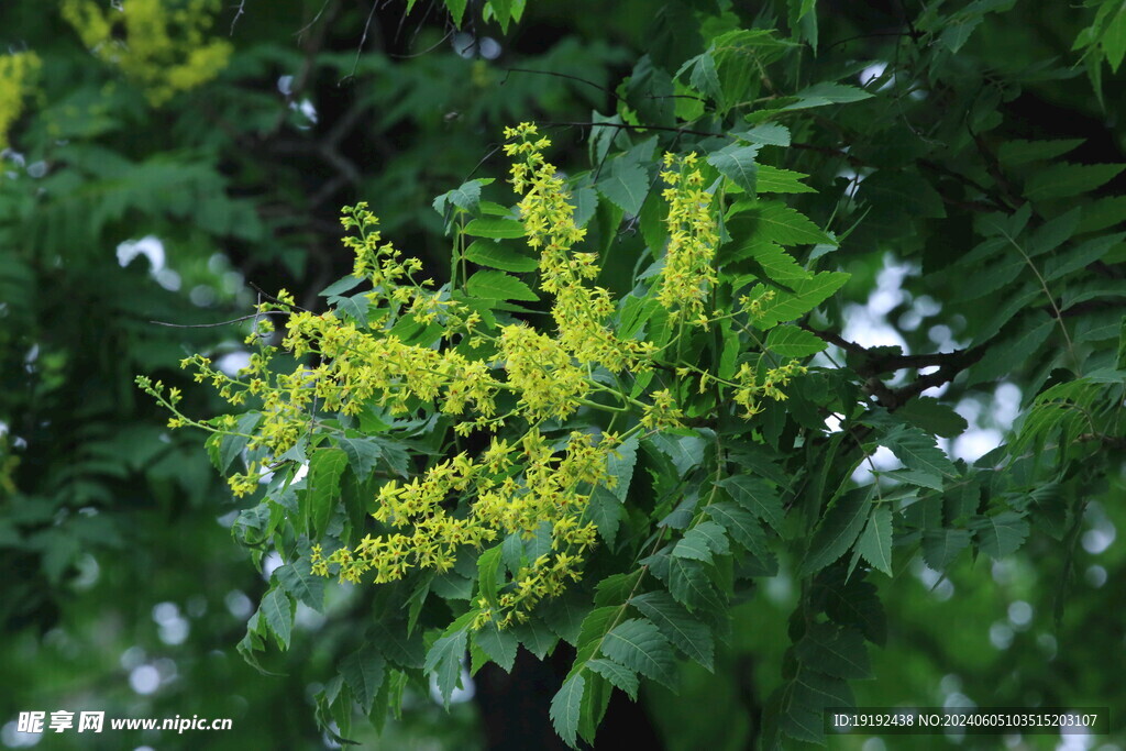 栾树花  