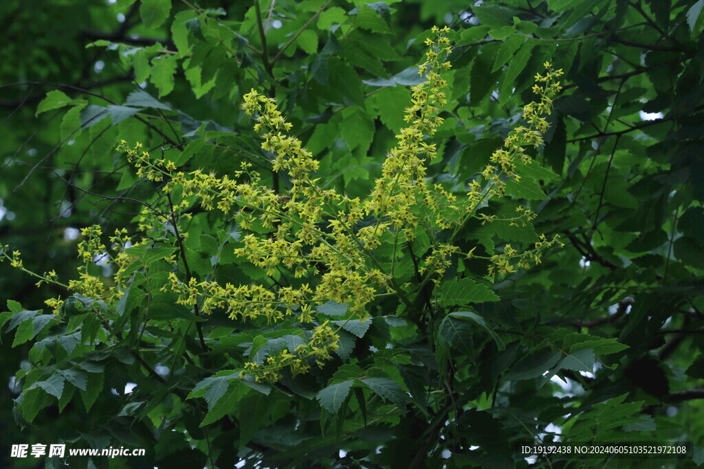 栾树花  