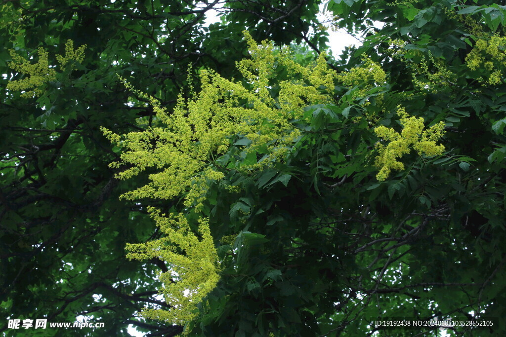 栾树花  