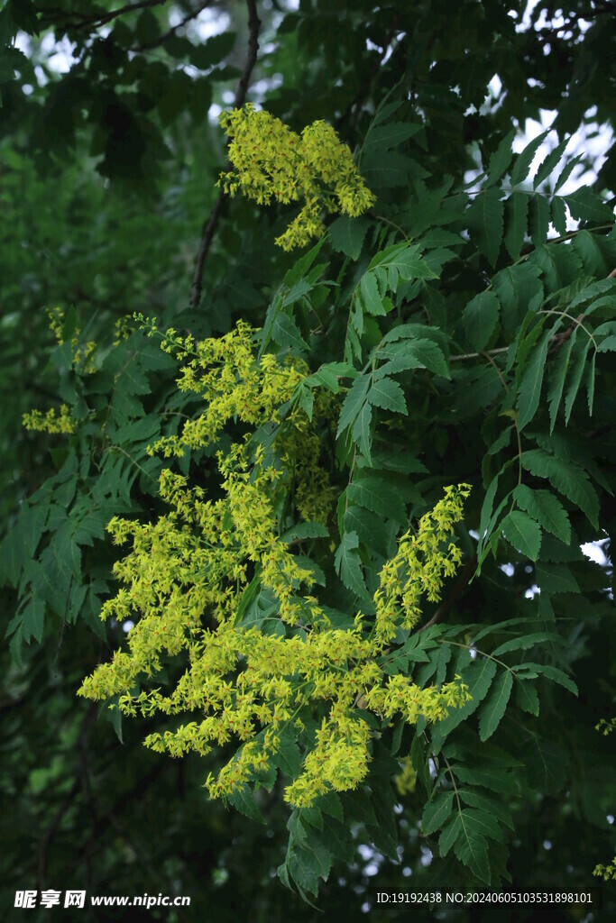 栾树花 