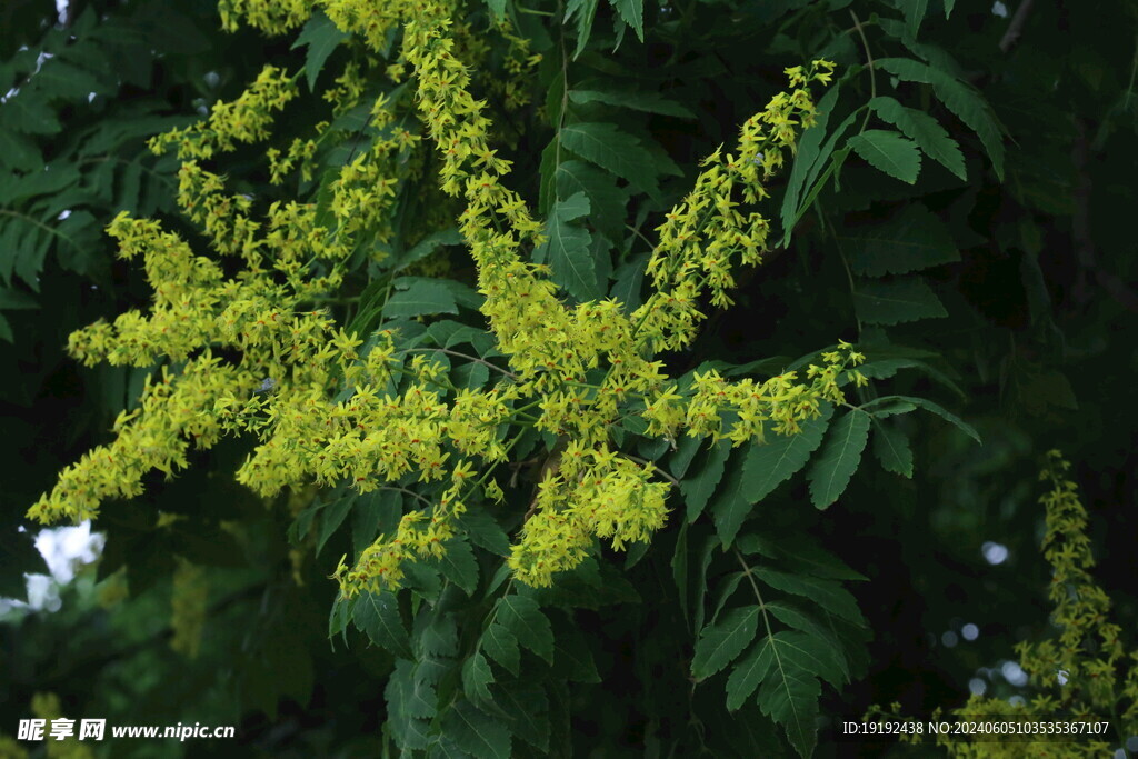 栾树花 