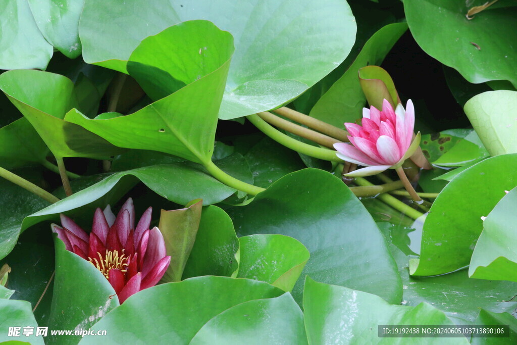 睡莲花  