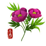 卡通赤芍