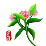 卡通穿心莲