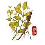 卡通独活