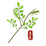 卡通黄芪