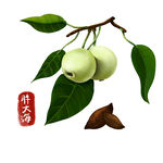 卡通胖大海