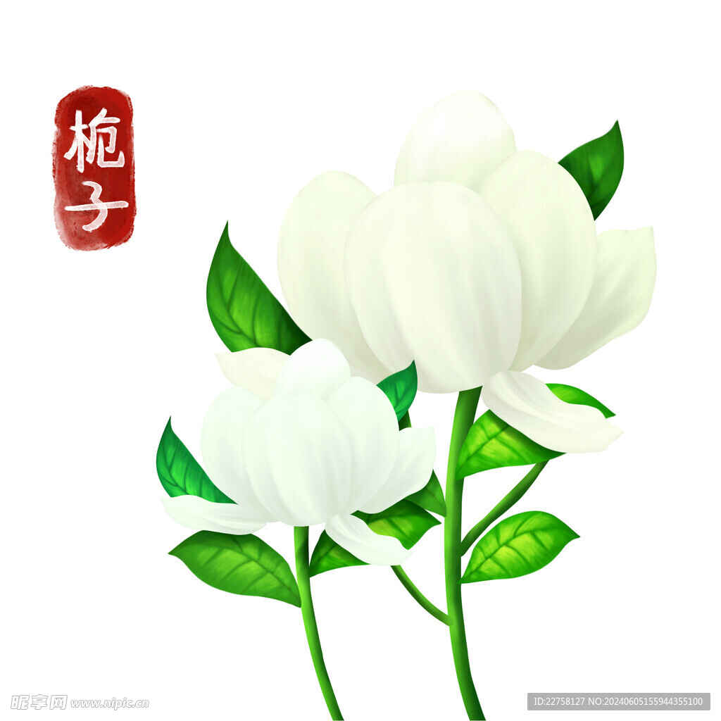 手绘栀子花