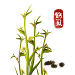 手绘鹤风