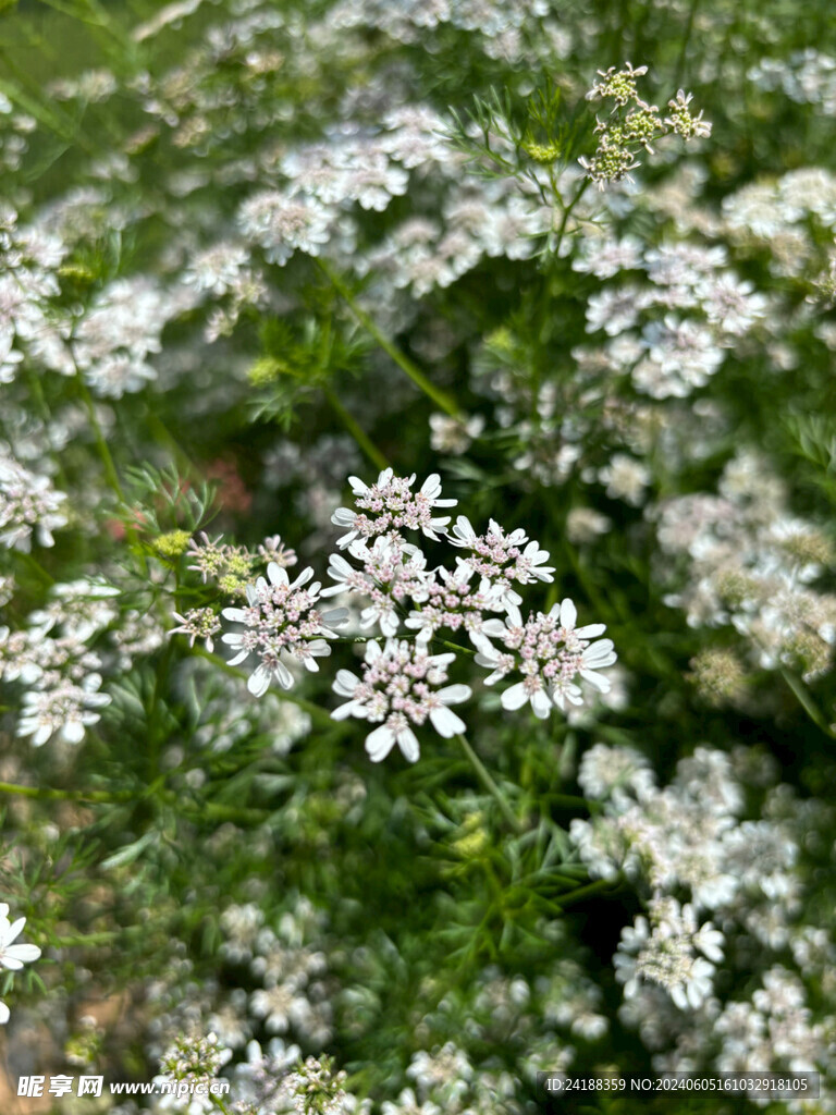 香菜开花