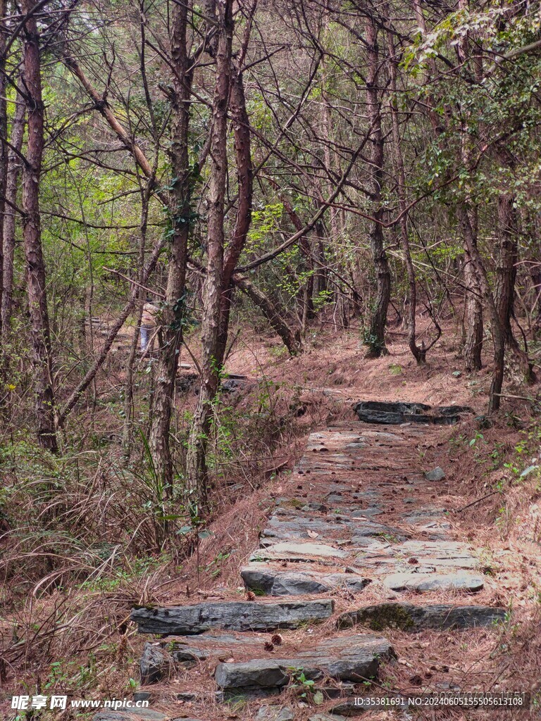 林间小道