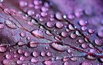紫叶水珠