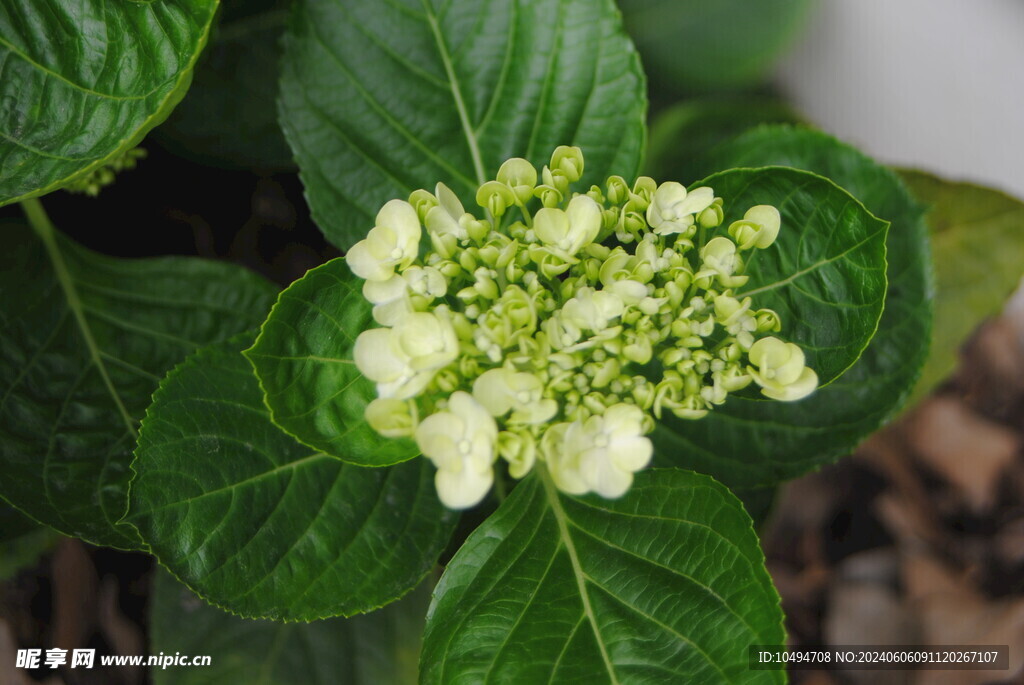 绣球花花苞