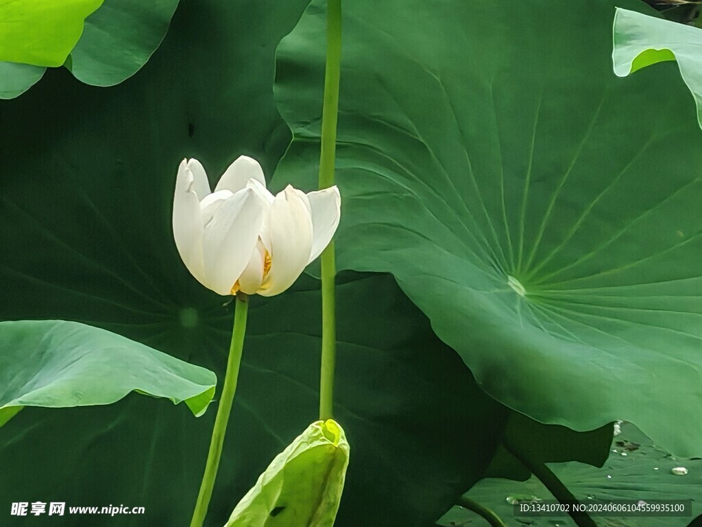 白色荷花特写