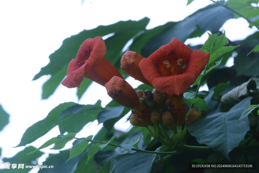 凌霄花  