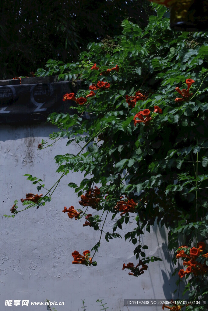凌霄花 