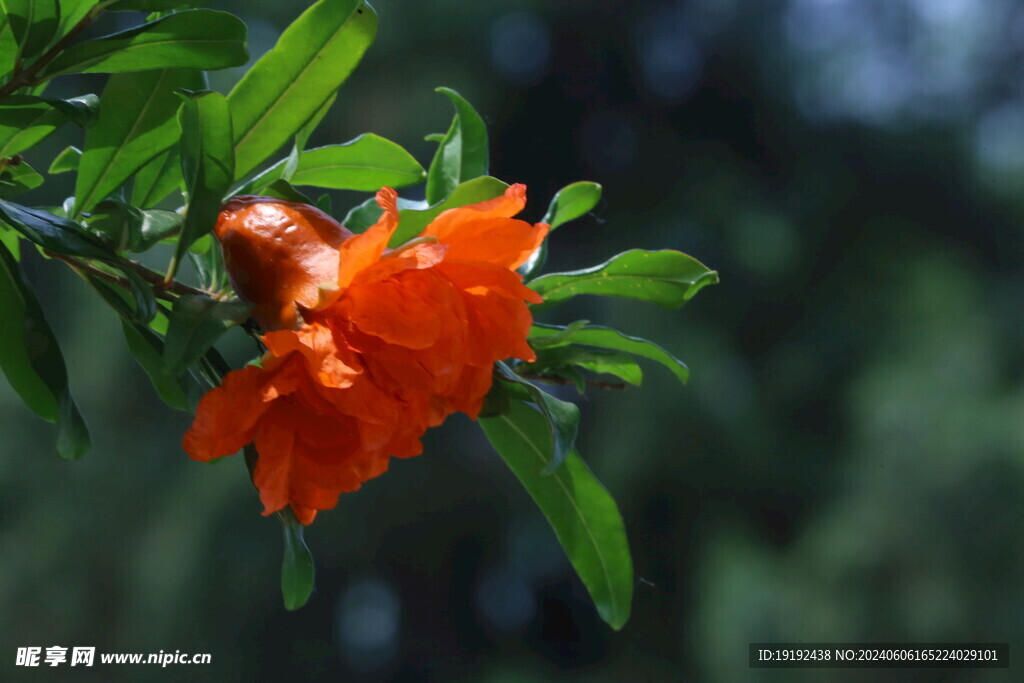 石榴花  