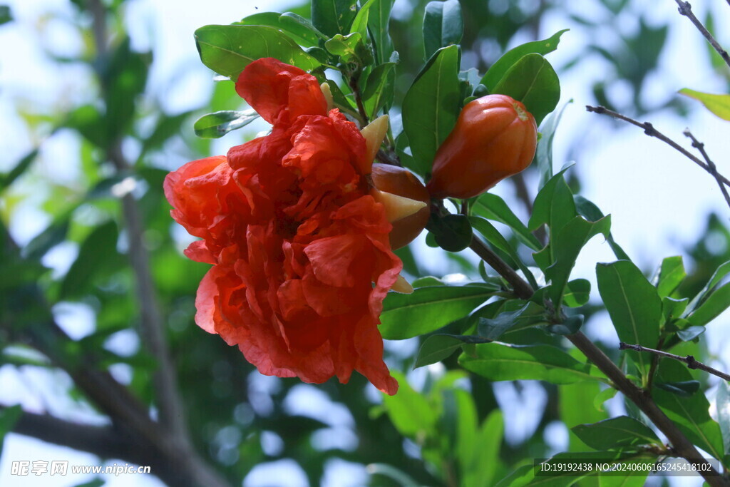 石榴花