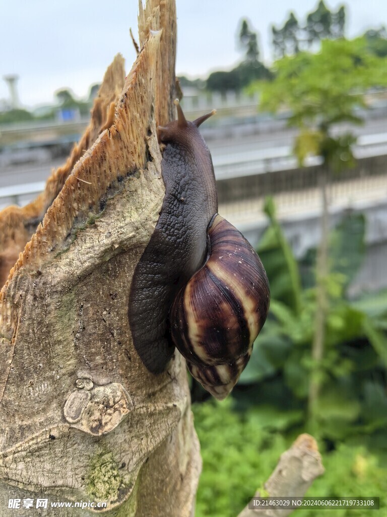 蜗牛 爬行动物