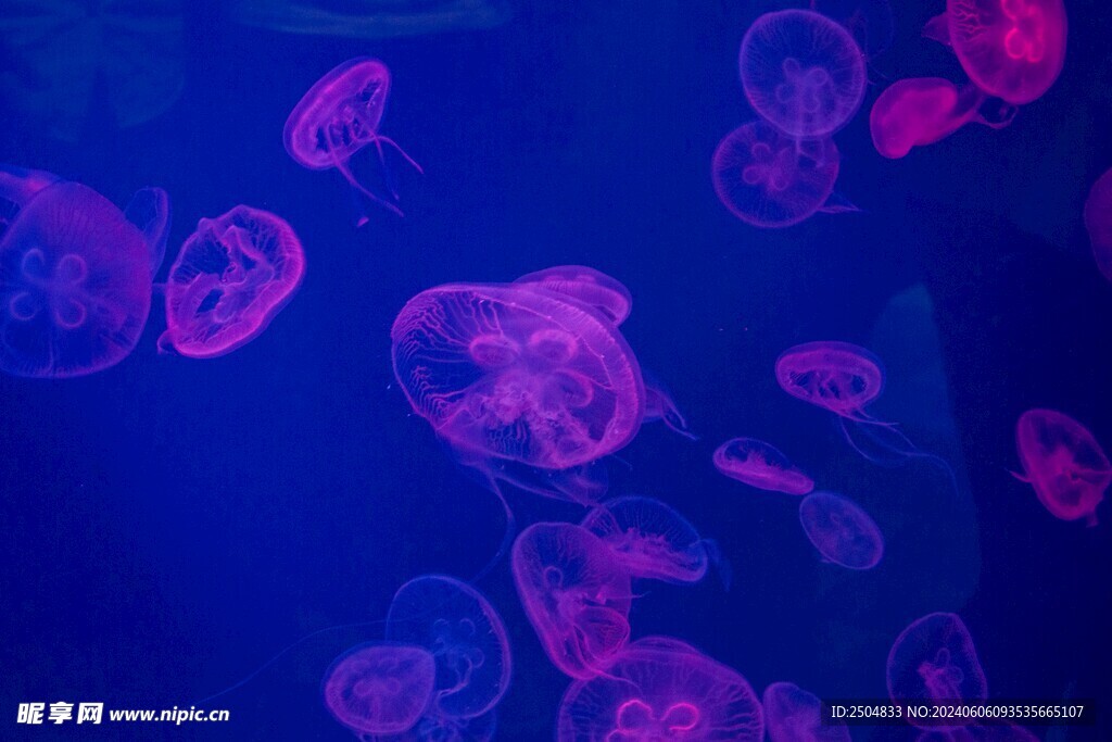 水母