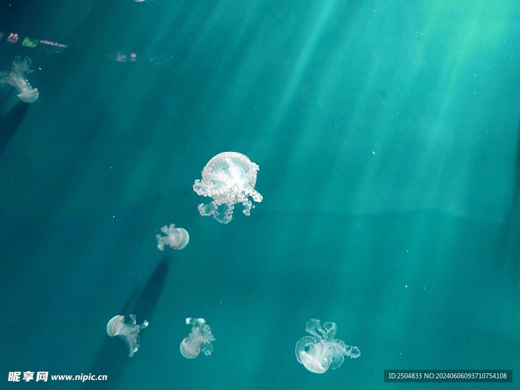 水母