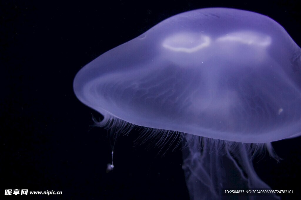 水母