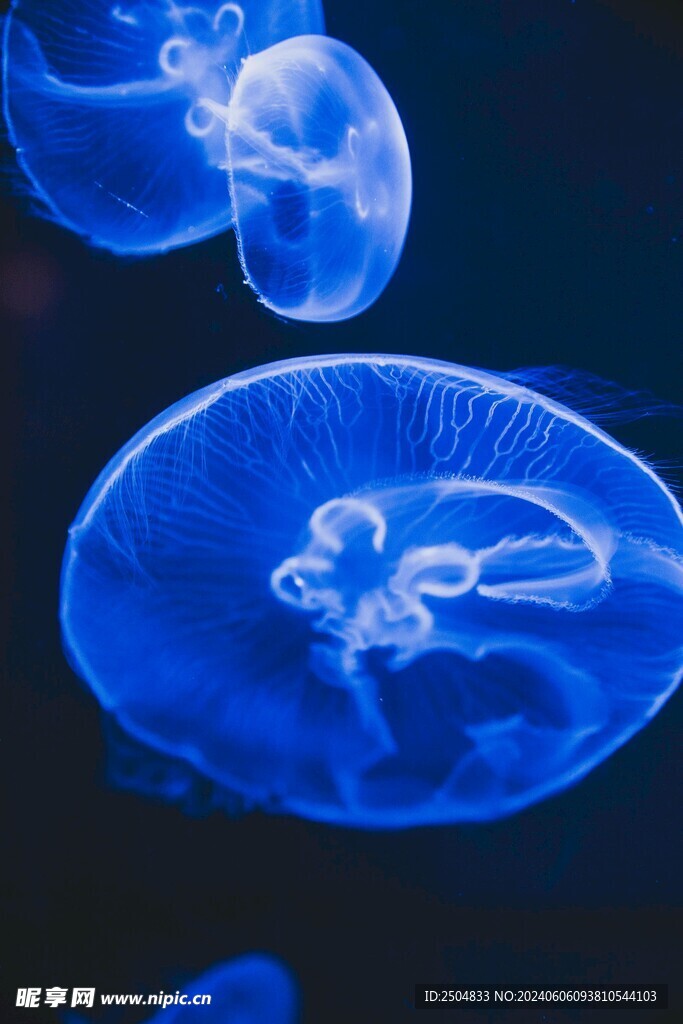 水母