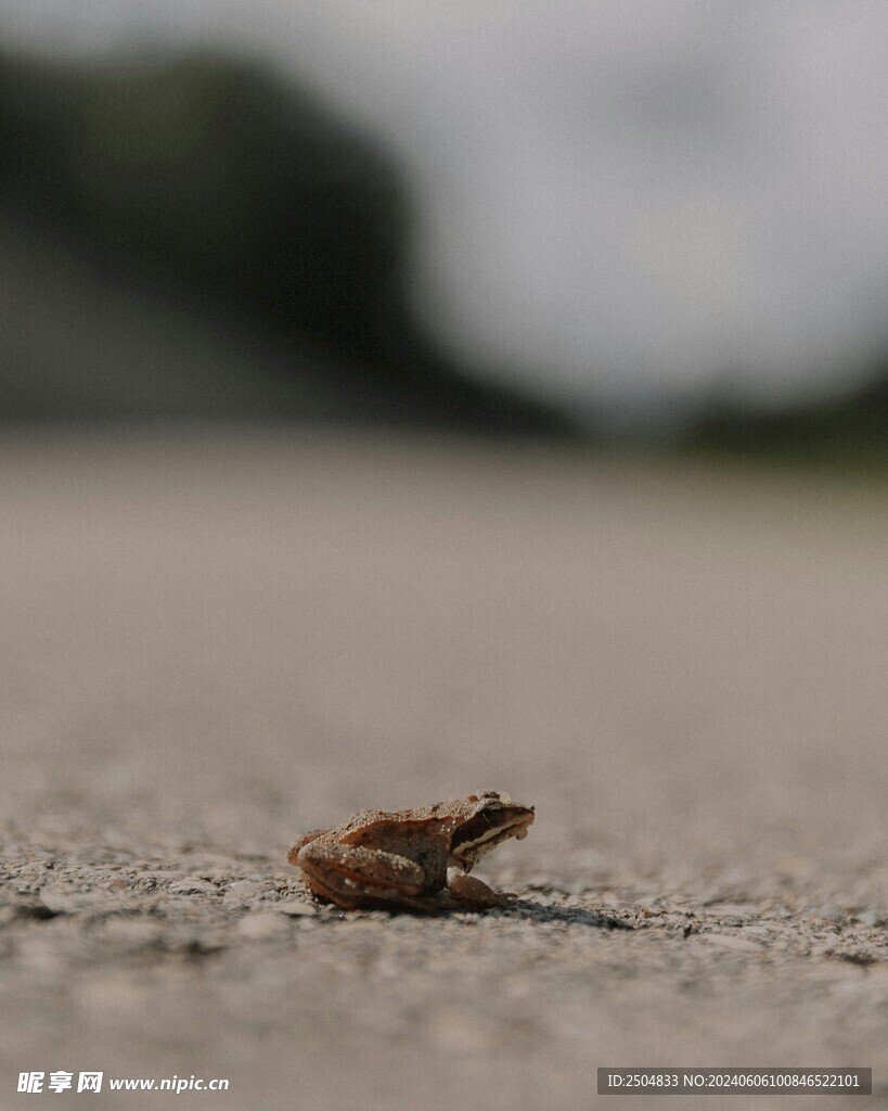青蛙