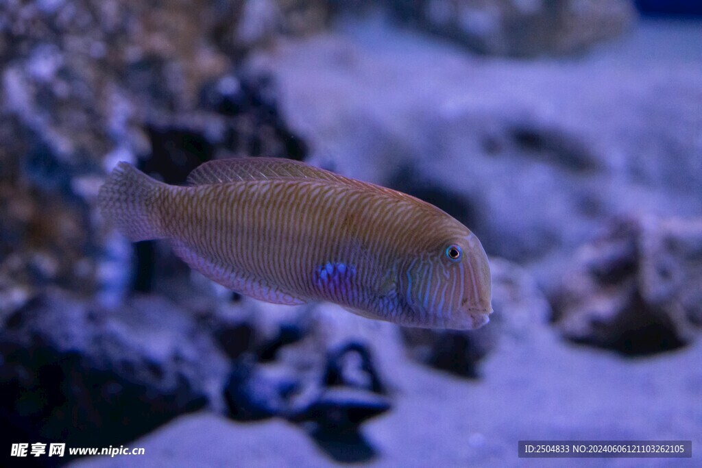 海底世界