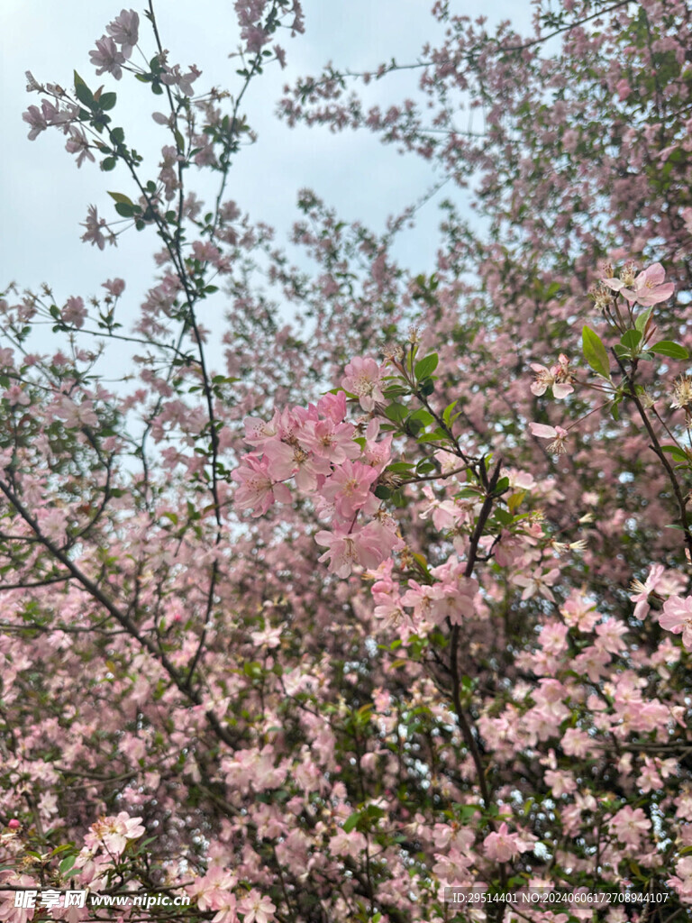 春日桃花