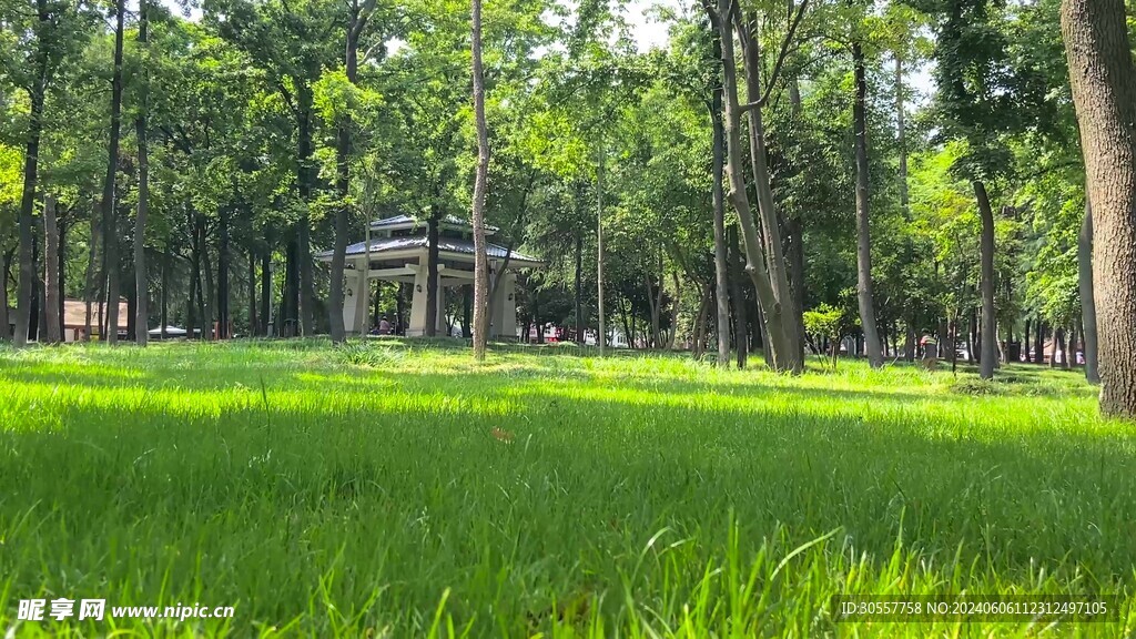 森林树荫天然氧吧公园