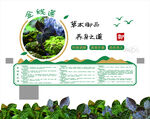 金线莲